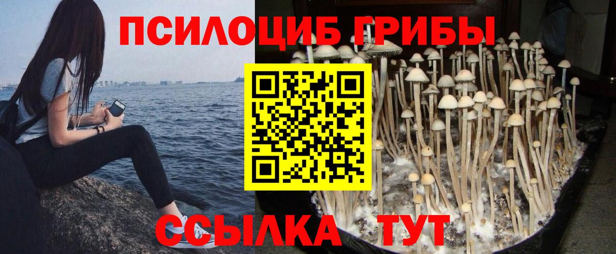 Псилоцибиновые грибы мицелий  Вход с VPN  Горячий Ключ  Галлюциногенные грибы Psilocybe 